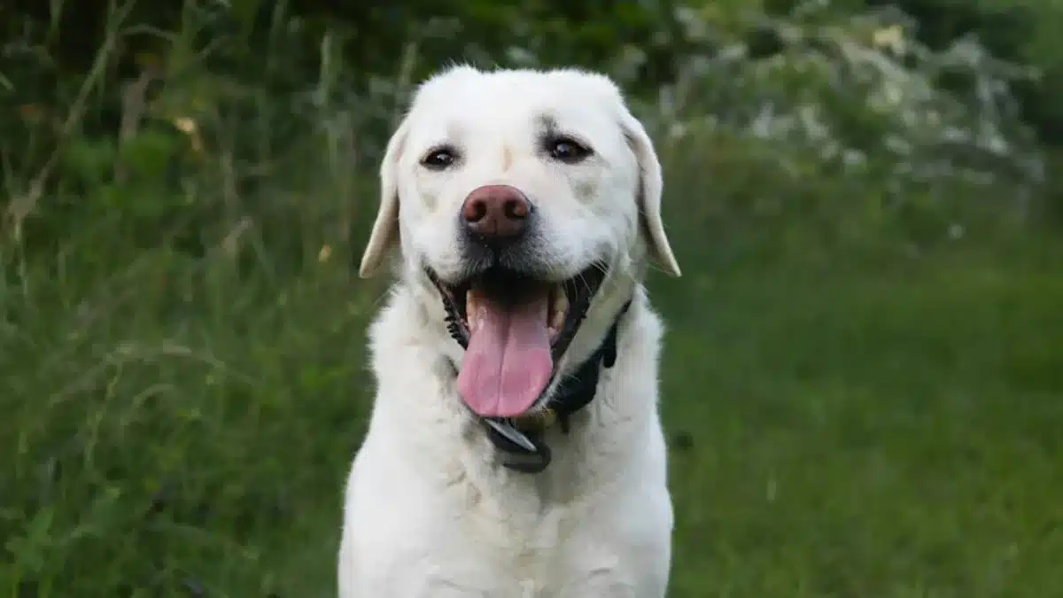 Ce labrador paralysé après un AVC craque un sourire bouleversant à l'instant précis où tout bascule
