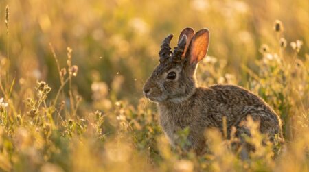 Lapin sauvage avec excroissances verruqueuses sur la tête