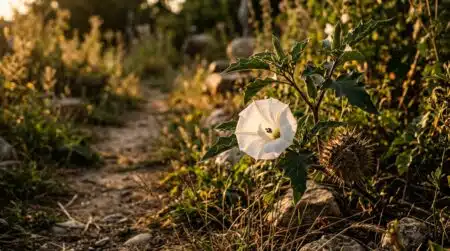 Fleurs blanches de datura stramoine dans un jardin