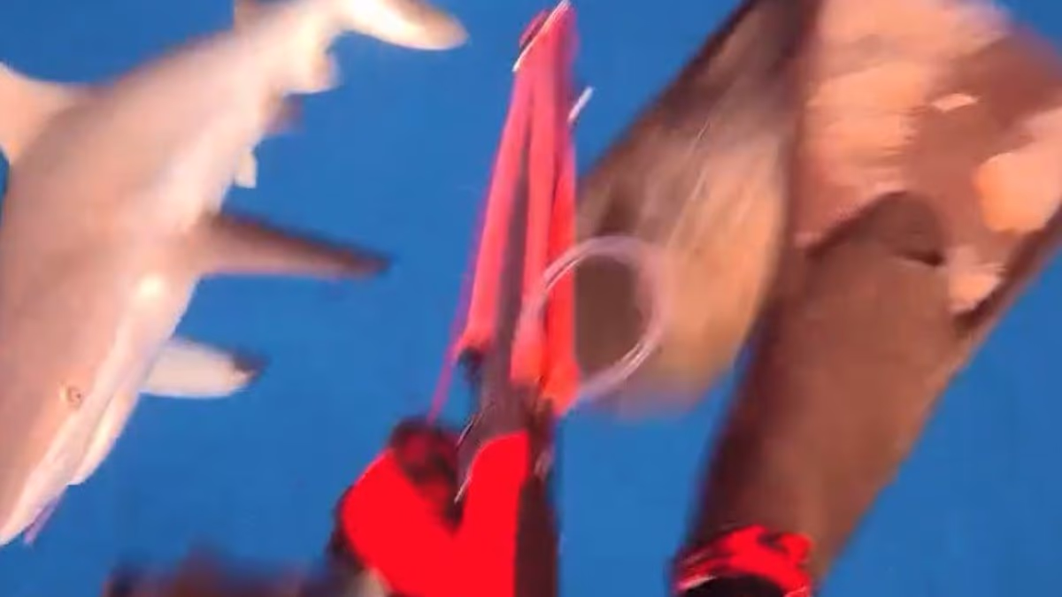 « Je pensais que ce requin ne me menaçait pas » : un influenceur frôle l'amputation en plein tournage à Fidji