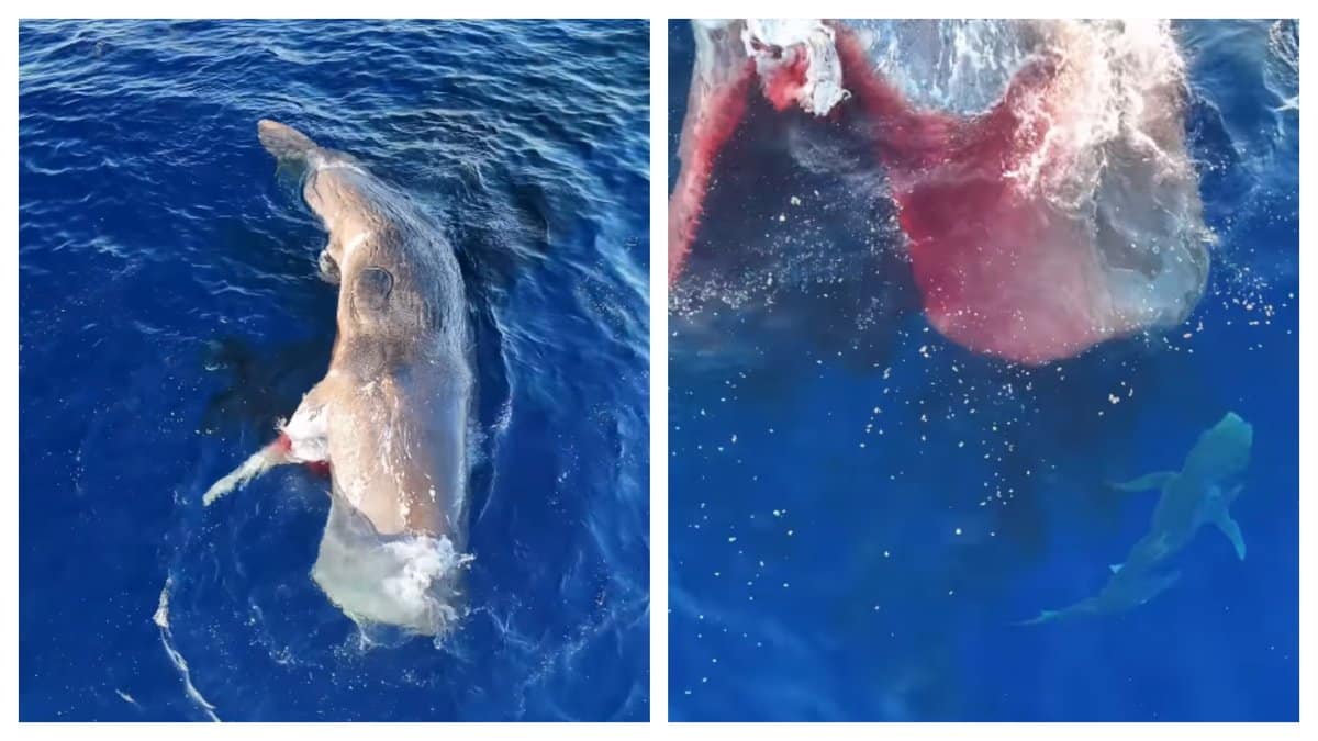 « La veille, un cachalot nous offrait une rencontre magique » : sa carcasse dévorée par des requins choque un capitaine varois