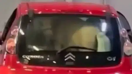 Un poney enfermé dans le coffre d'une petite voiture sur un ferry italien scandalise la Toile