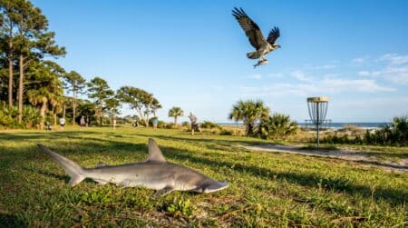 Requin-marteau échoué sur l'herbe près d'un parcours