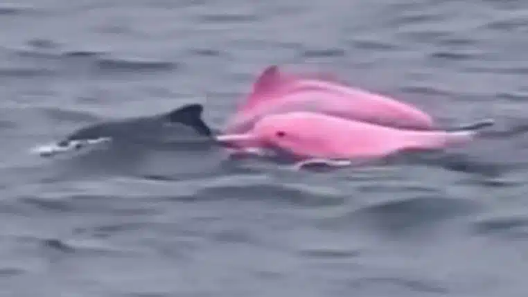 Thaïlande : une touriste italienne aperçoit un rare dauphin rose (vidéo)