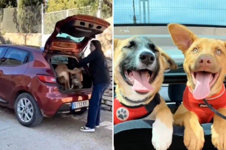 chiens