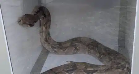 À Colomiers, un boa constrictor de 1,50 mètre découvert dans le moteur d'une voiture