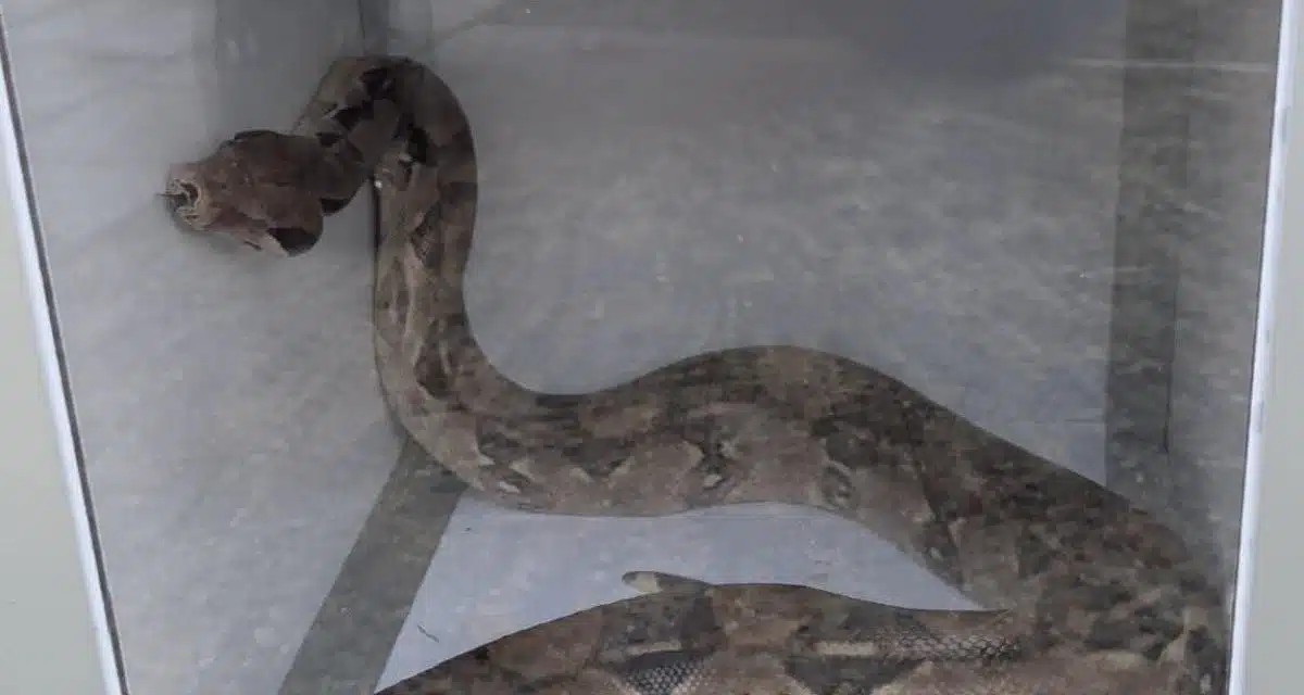 À Colomiers, un boa constrictor de 1,50 mètre découvert dans le moteur d'une voiture
