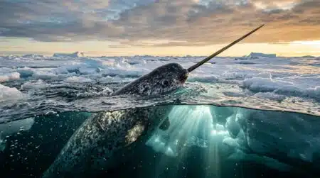 Narval nageant avec sa longue défense torsadée immergée