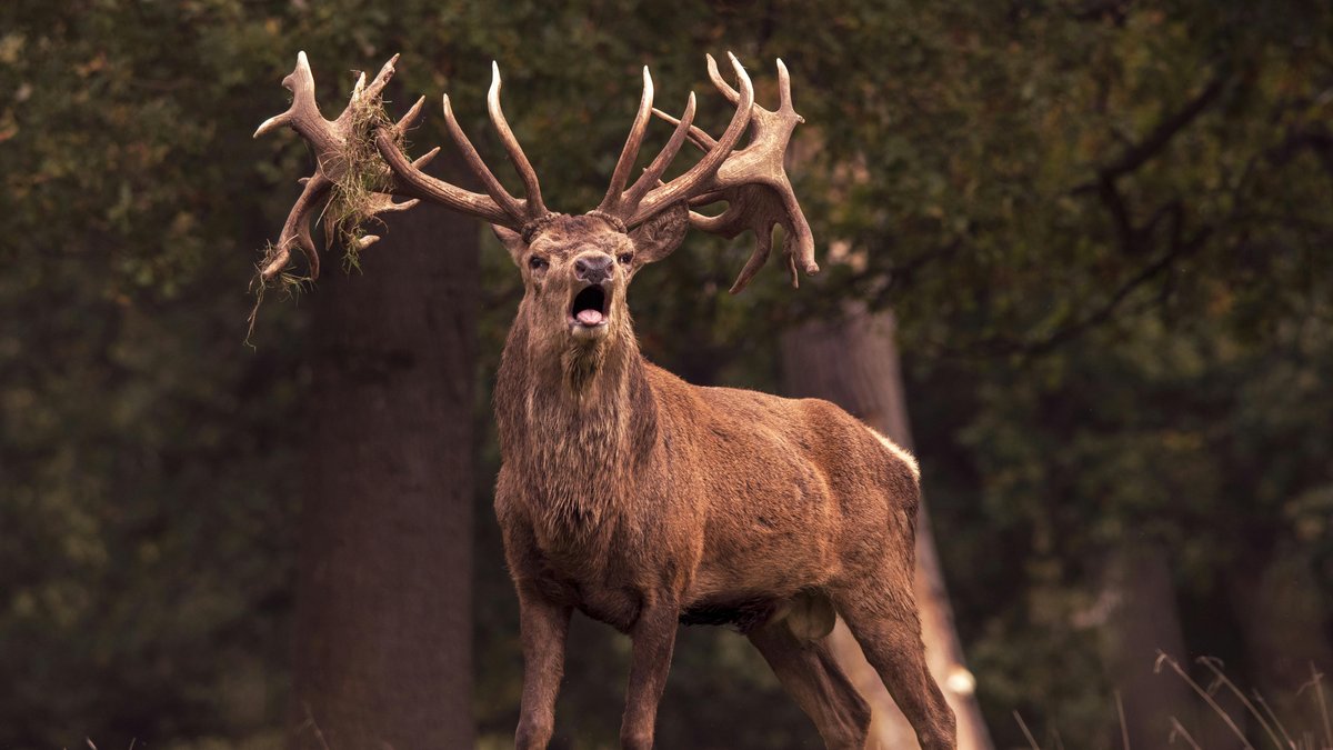 Disparu depuis février, ce cerf sauvé en Aveyron refait surface en Lozère grâce à un détail sur ses bois