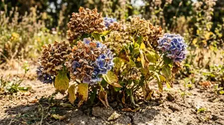 Hortensia grillé par la chaleur dans un jardin
