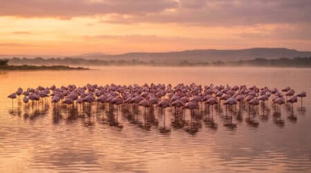 Flamants roses immobiles sur une patte au coucher du soleil