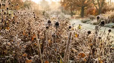 Massif de vivaces fanées couvertes de givre matinal