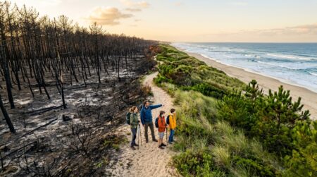 Forêt brûlée à côté de dunes intactes sur le Bassin
