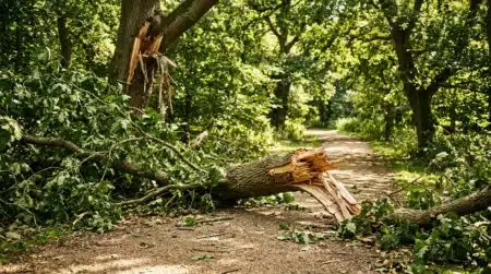 Branche d'arbre cassée au sol dans un parc ensoleillé