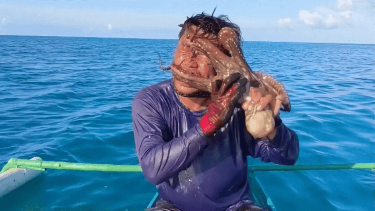 Un pêcheur philippin frappé de panique quand une pieuvre lui recouvre tout le visage