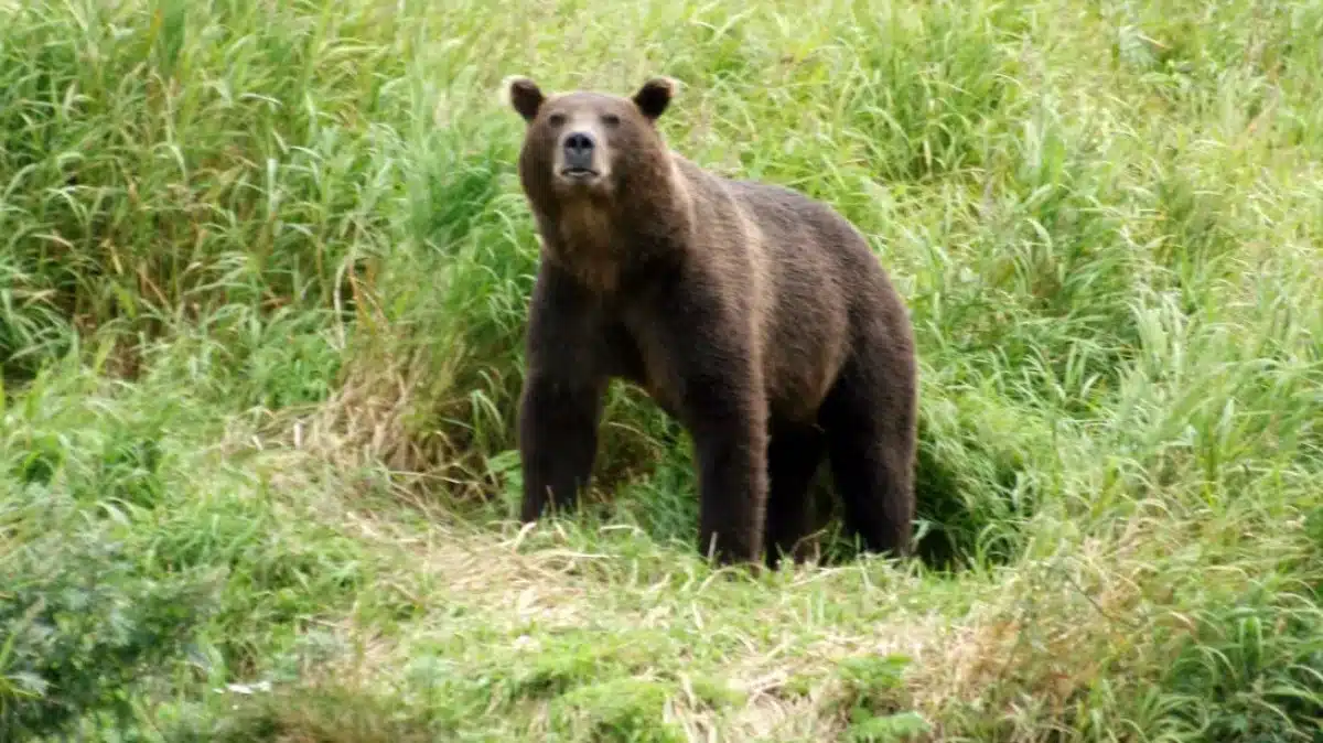 Une nuit après ses fiançailles au bord d'un lac en Russie, elle est traînée hors de sa tente par un ours