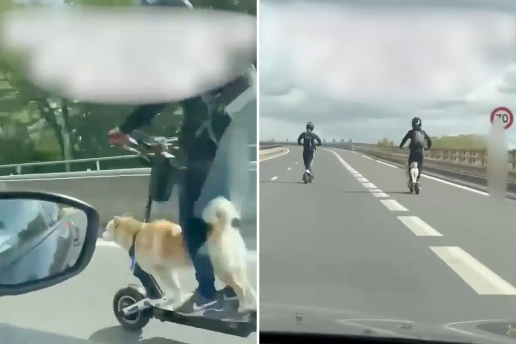 chien sur une trottinette
