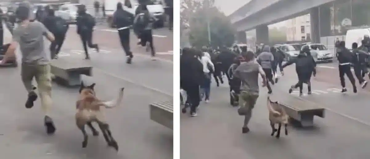 À Lille, la vidéo d'un chien lâché sur des lycéens en colère : la préfecture dément et s'explique