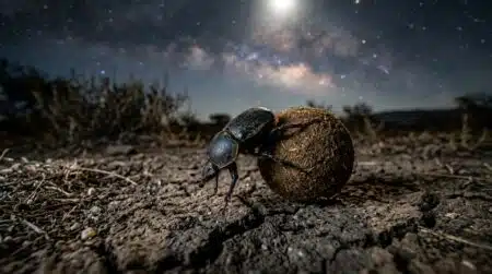 Bousier poussant sa boule sous un ciel étoilé