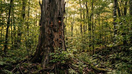Tronc mort de châtaignier avec chancres visibles en forêt