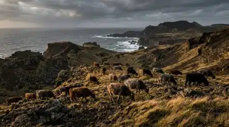 Troupeau de vaches sauvages sur une île isolée