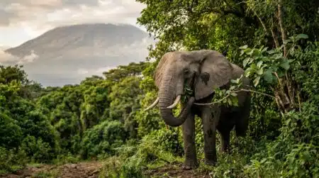 Éléphant d'Afrique cueillant des feuilles en forêt