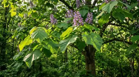 Grandes feuilles violettes du Paulownia en pleine lumière