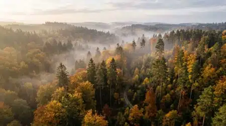 Forêt de Thoraise où le corps a été découvert