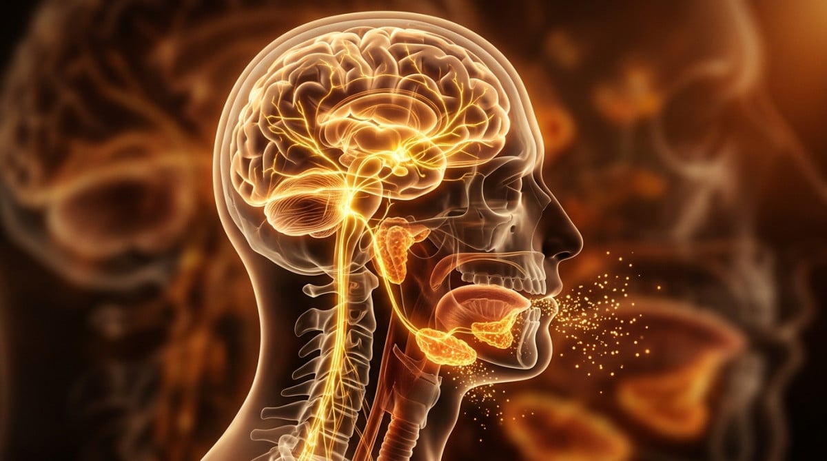 Illustration du cerveau activant les glandes salivaires