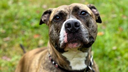 « Je te tuerai, gros lard ! » : le procès du chien tué au couteau vire aux menaces de mort à la sortie du tribunal d'Albi