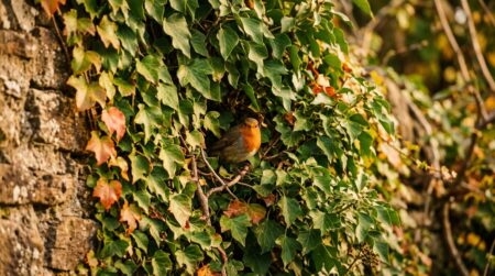 Lierre dense sur un mur avec un oiseau réfugié