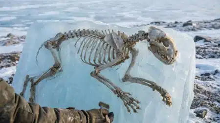 Pendant 50 ans, on l'a appelé le guépard américain : son ADN de 31 000 ans révèle une parenté insoupçonnée