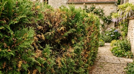 Haie de thuyas brunie et dégarnie dans un jardin