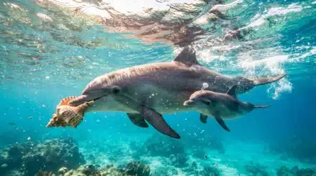 Dauphine et son petit nageant près d'un coquillage