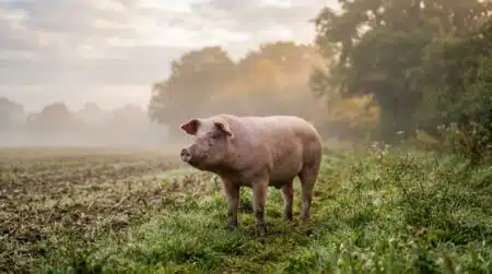 Cochon rose paisible dans un champ au petit matin