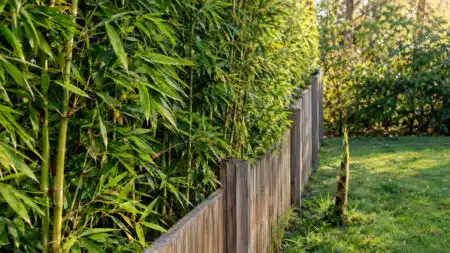 Haie de bambous dense le long d'une clôture en bois