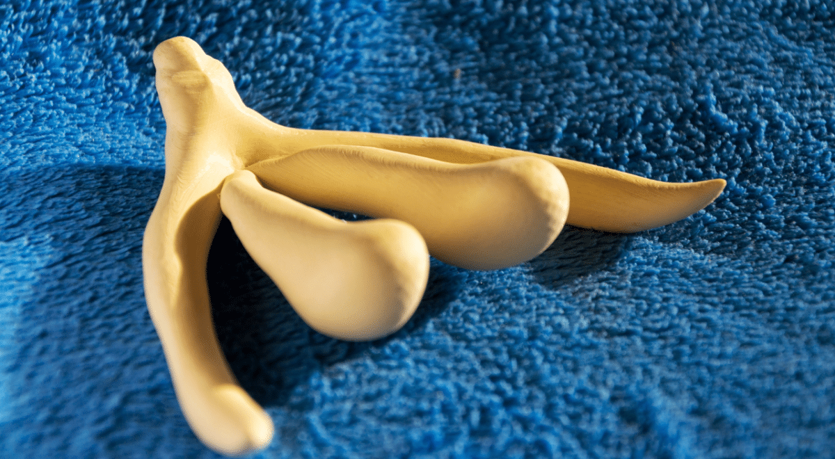 Clitoris : la première cartographie de ses nerfs révèle 5 troncs que les manuels avaient oubliés