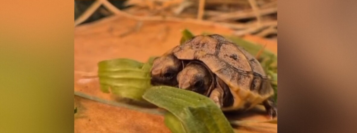 Deux têtes, une seule carapace : ce bébé tortue rarissime est surveillé jour et nuit dans le Var