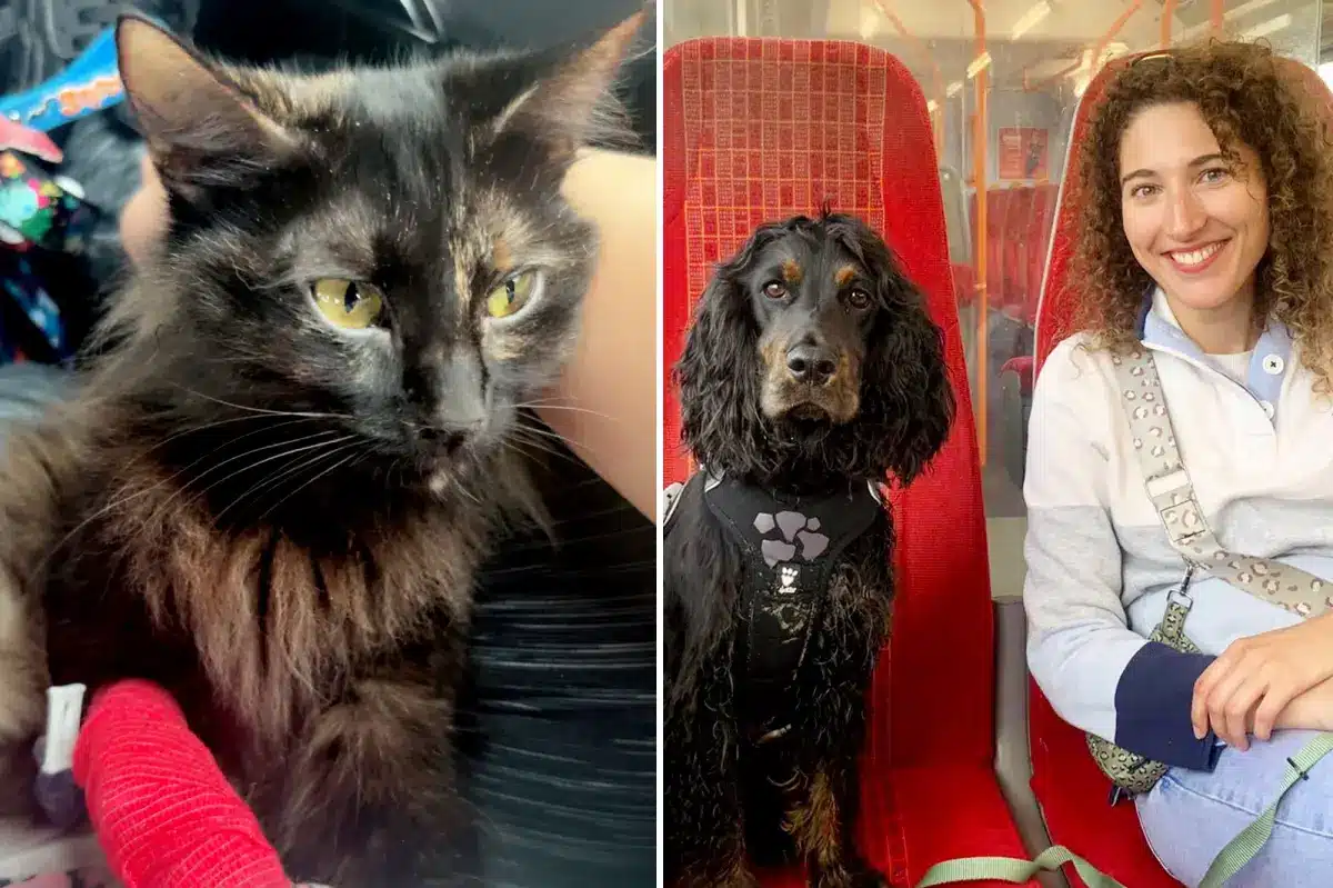 Elle sauve un chat à l'agonie avec le sang de son propre chien : « Il n'y avait pas de sang de chat »