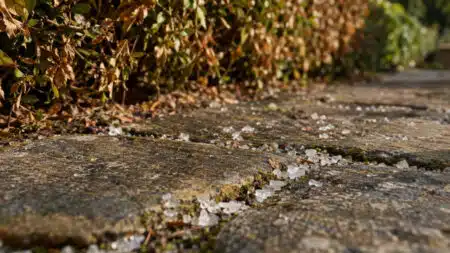 Gros sel entre les pavés devant une haie jaunie