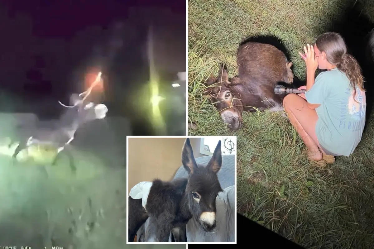 « HeeHaw était de la famille » : la bodycam qui montre un policier abattre un ânon de 1 an en Géorgie
