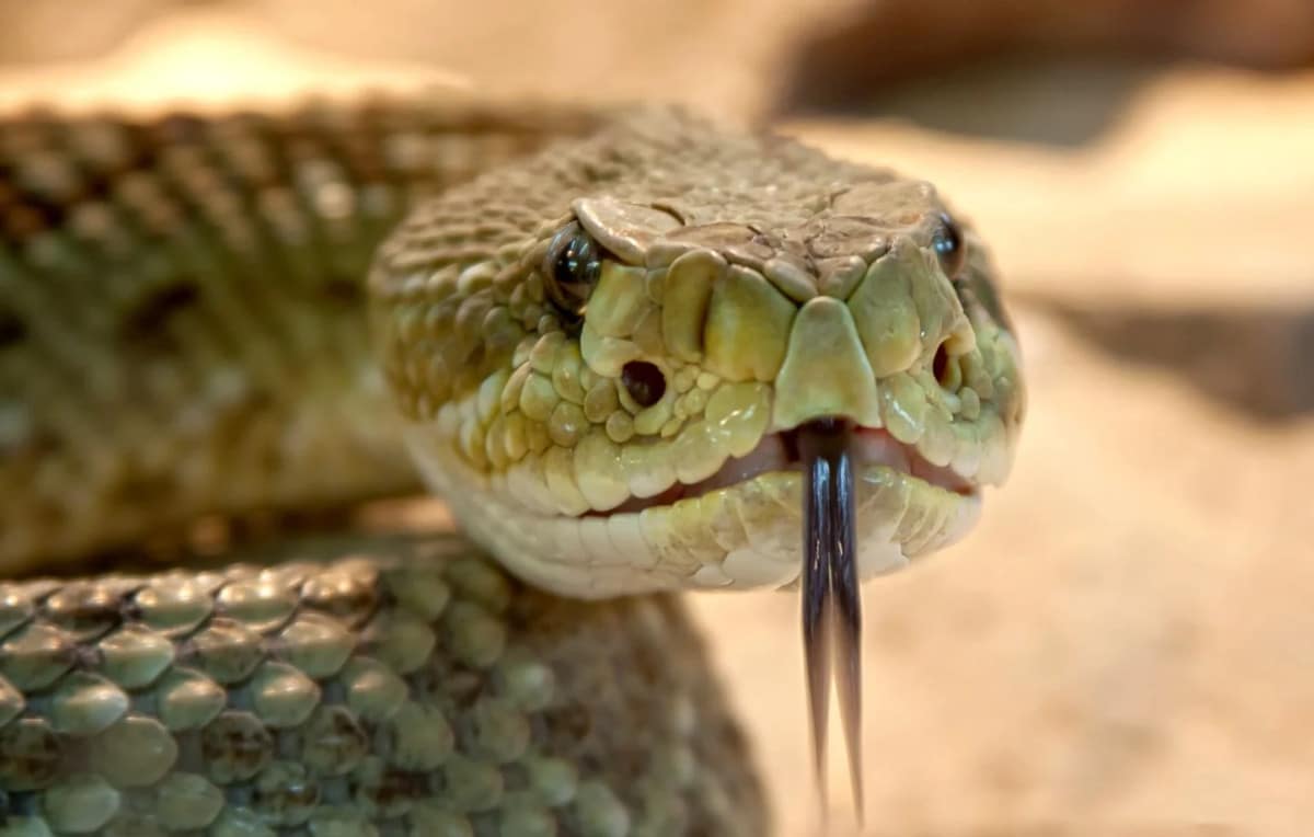 Il filme un serpent qui lui est inconnu : personne ne l'avait confirmé dans le Kutch depuis 1872