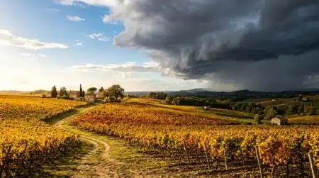 Ciel d'orage approchant au-dessus de vignes dorées