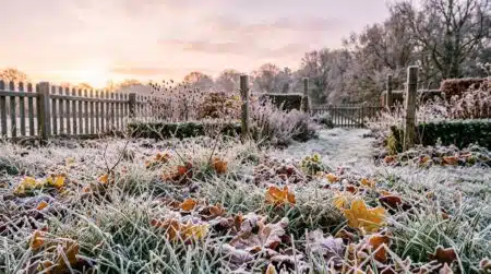 Jardin couvert de givre blanc à l'aube