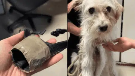 « Une muselière scotchée autour du museau » : Hope, chienne jetée vivante dans un container à Narbonne