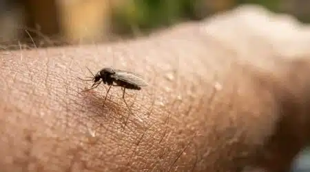 Moucheron piqueur posé sur une peau humaine en gros plan